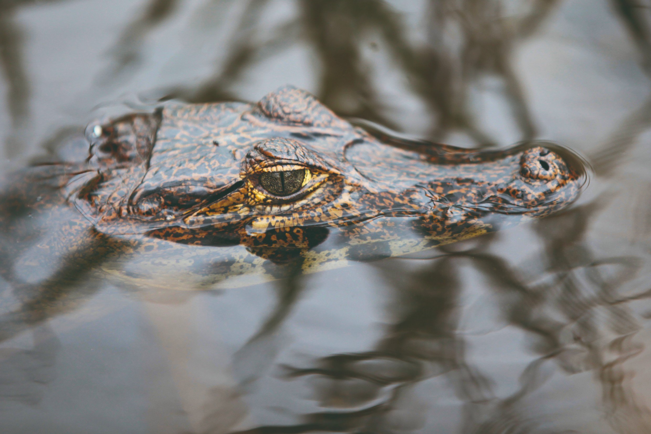 Survie dans le Madidi, immersion en Amazonie bolivienne - Parc Madidi - Parc Madidi