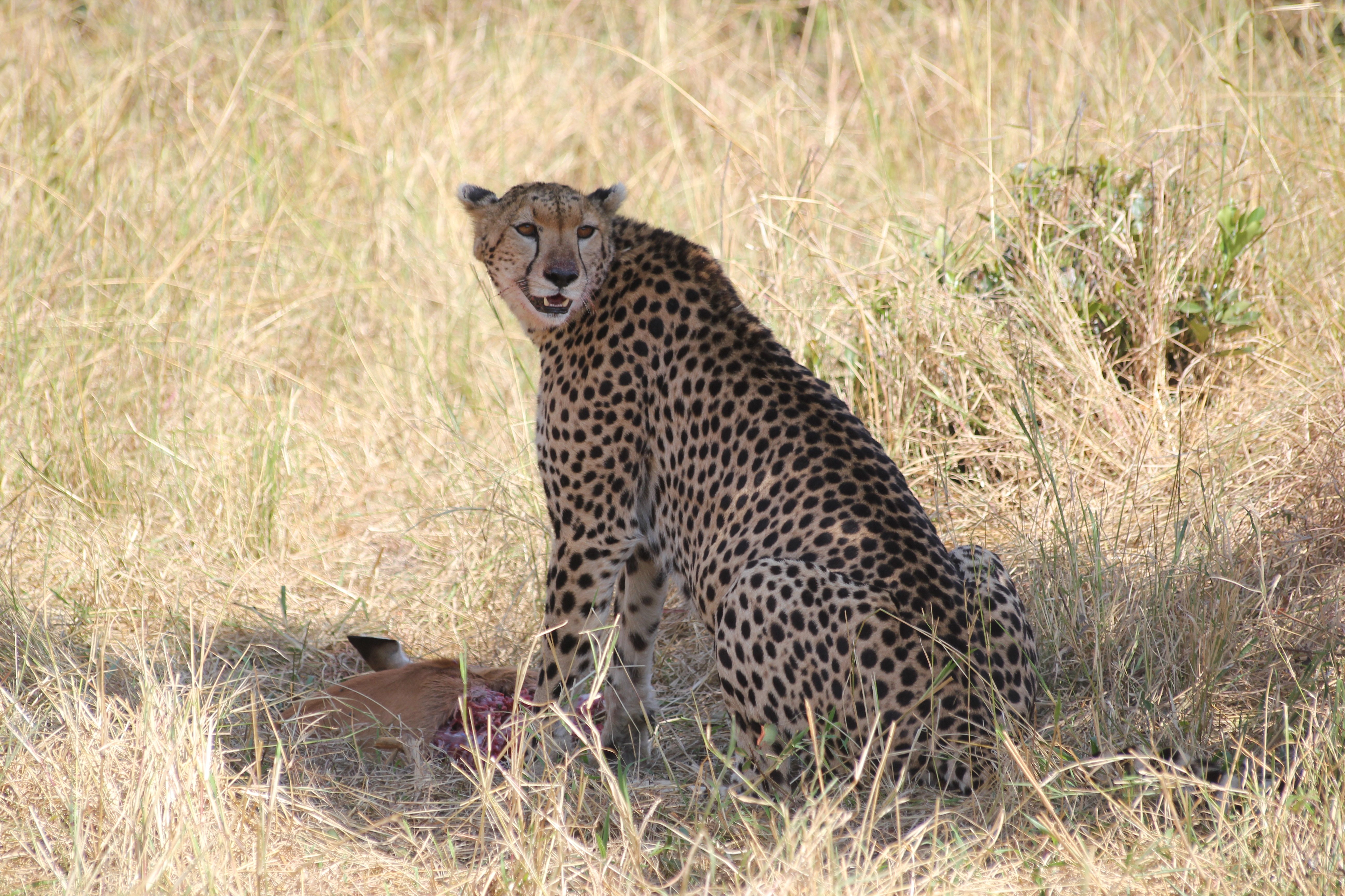 5-Day Mid-Range Kenya Safari - Naivasha - Maasai Mara Game Reserve - Photo of the day