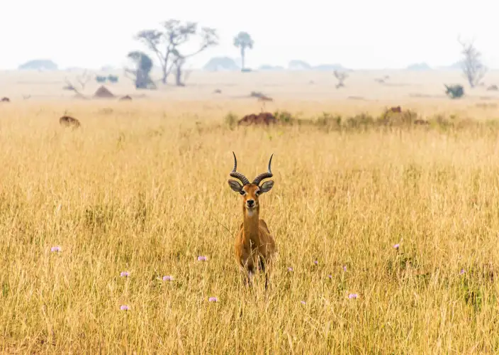 14-Day Grand Uganda Safari Experience - Lake Mburo Activities & Transfer to Lake Bunyonyi - Photo of the day