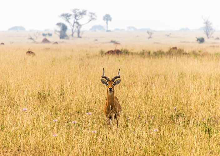 14-Day Grand Uganda Safari Experience - Lake Mburo Activities & Transfer to Lake Bunyonyi - Photo of the day