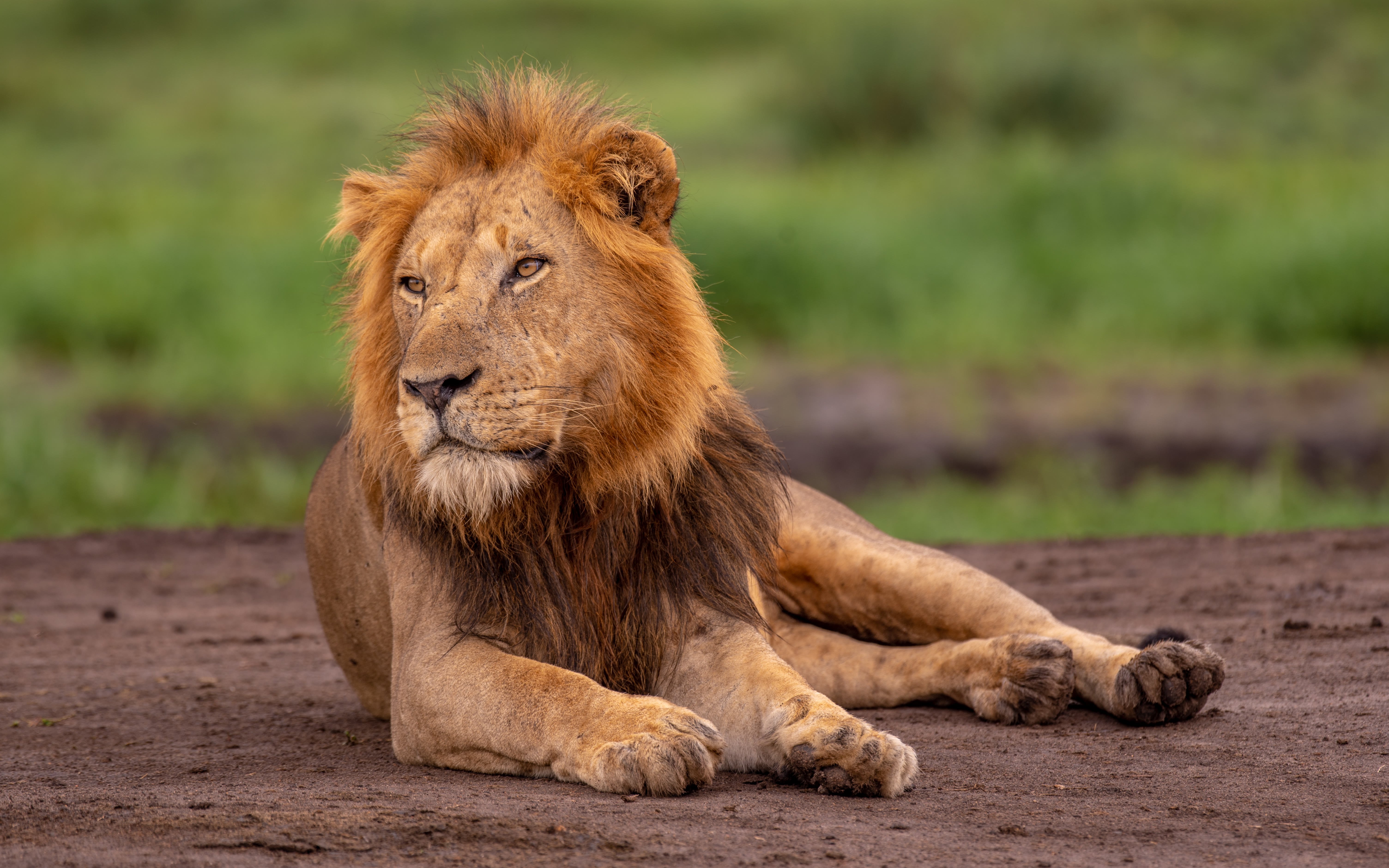 12 jours en Ouganda, exclusif de milieu de gamme, avec gorilles et safari animalier. - Transfert au parc national Queen Elizabeth - Transfert au parc national Queen Elizabeth