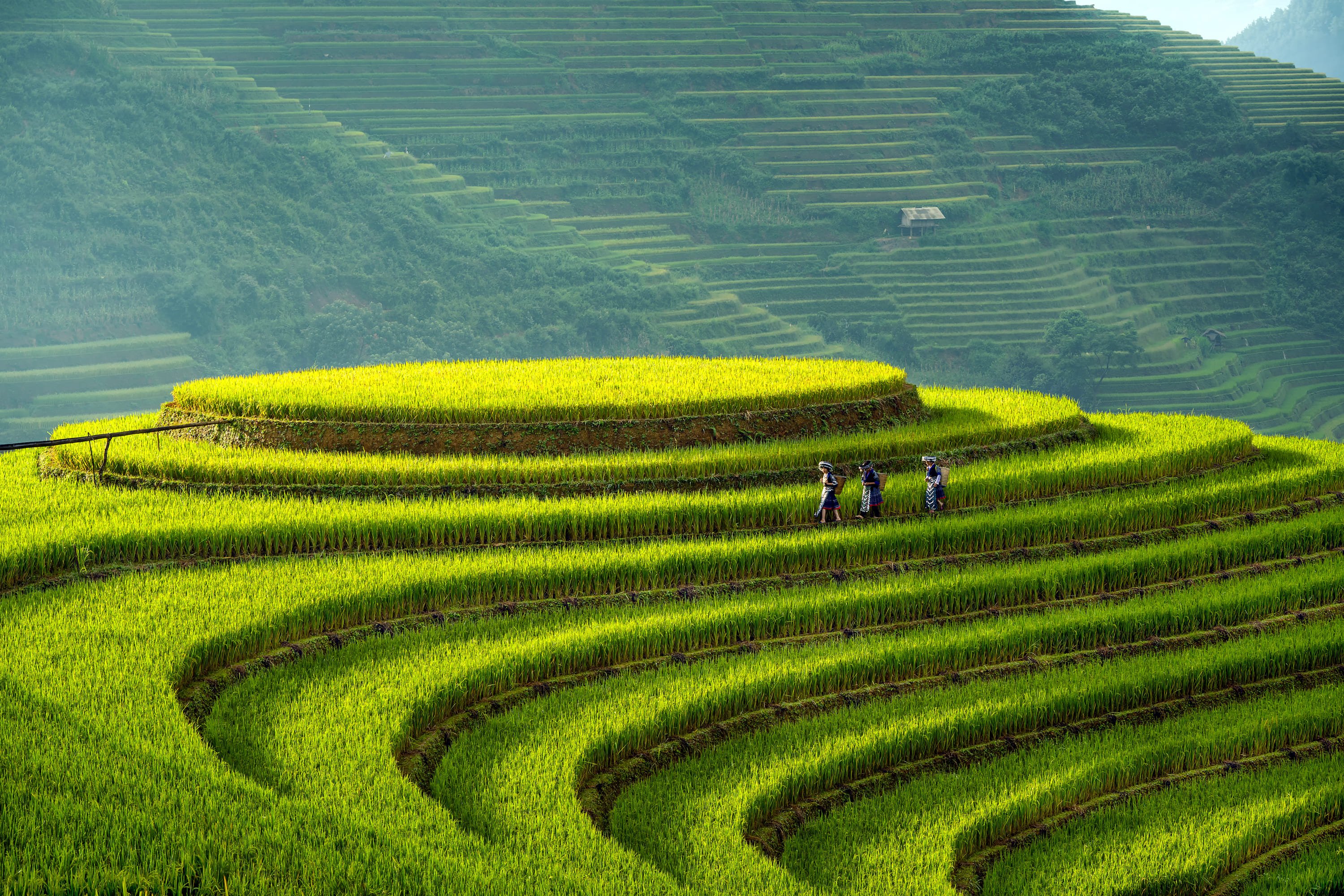 Grande traversée du nord au sud avec séjour balnéaire sur l'île de Phu Quoc. - Nghia Lo - Mu Cang Chai - Nghia Lo - Mu Cang Chai