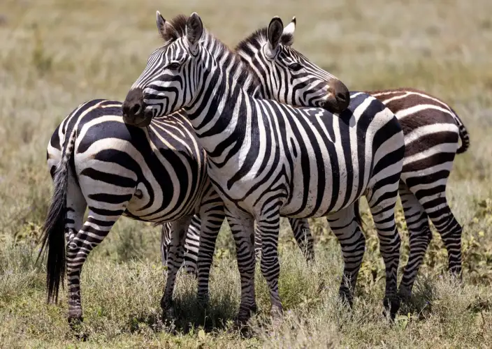 7 Tage Der Kreis des Lebens: Ein Kalbungs-Safari-Erlebnis - Ngorongoro-Krater Pirschfahrt & Abreise - Tagesfoto