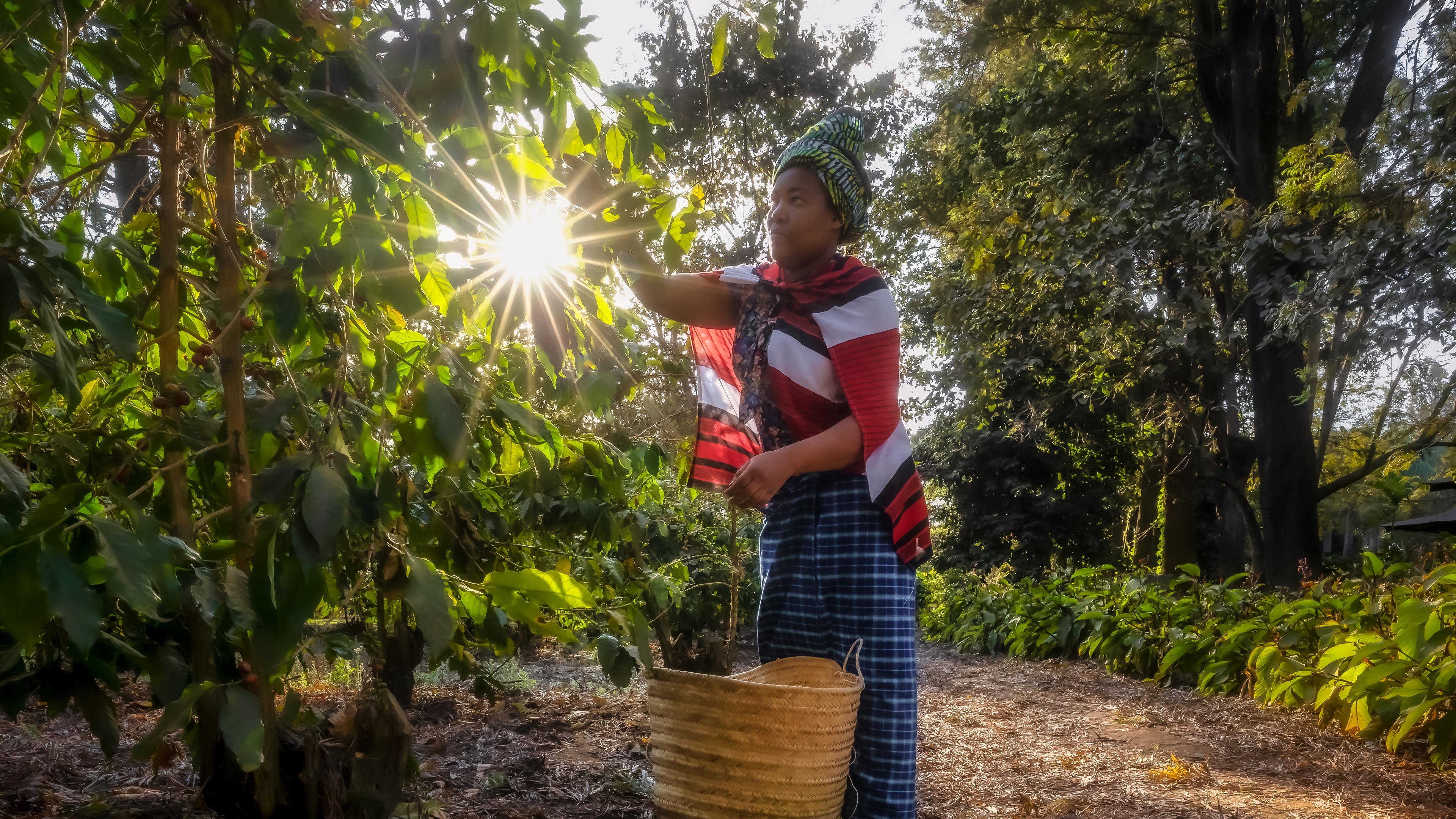 Tanzania Classic Safari: The Ultimate Wildlife Journey - Arrival in Arusha & Relaxation - Arusha Coffee tour