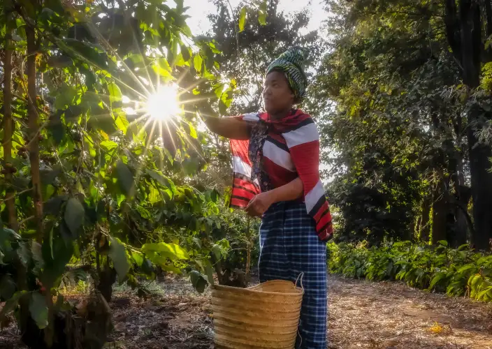 Tansania Klassische Safari: Die ultimative Wildnisreise - Ankunft in Arusha & Entspannung - Arusha Coffee tour