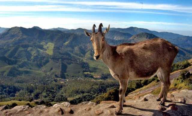 Ayurvedische Kur und Ausflug nach Munnar