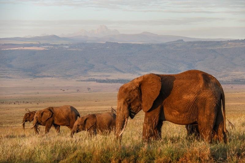 9-Day Northern Tanzania Wildlife Mid-Range Safari Experience with Cultural Tour - Drive to the Serengeti with a game drive along the way. - c178694e8856d740bc5442efe1ac59c1