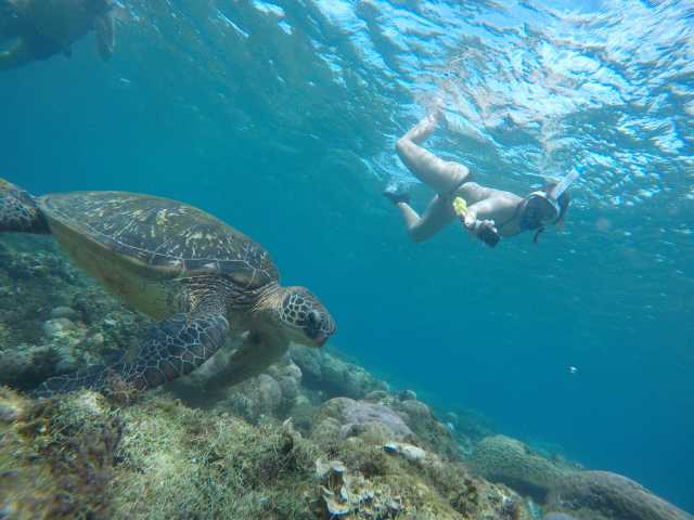 Tour di 2 giorni ad Apo Island e Manjuyod Sandbar con sistemazione in hotel