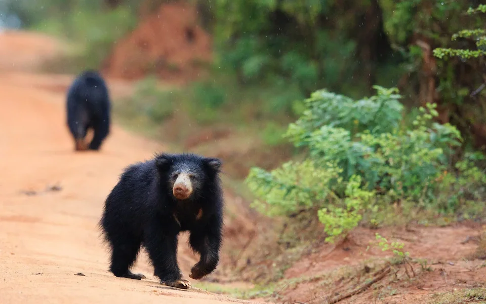 15-Day Private Kosher Sri Lanka Family Tour: Nature, Safari - Yala Safari and Transfer to South Coast - Photo of the day