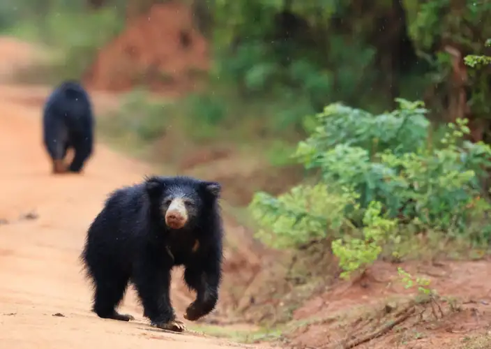 Tour Familiar Privado Kosher de 15 Dias no Sri Lanka: Natureza, Safari - Safari em Yala e Transfer para a Costa Sul - Foto van de dag