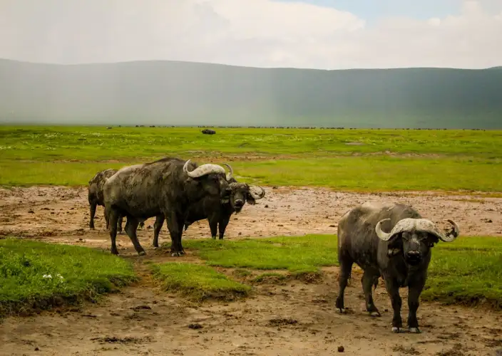 14 Días de Safari y Arena: La Escapada de Luna de Miel en Tanzania - Vuelo al Serengeti Central - Foto del día