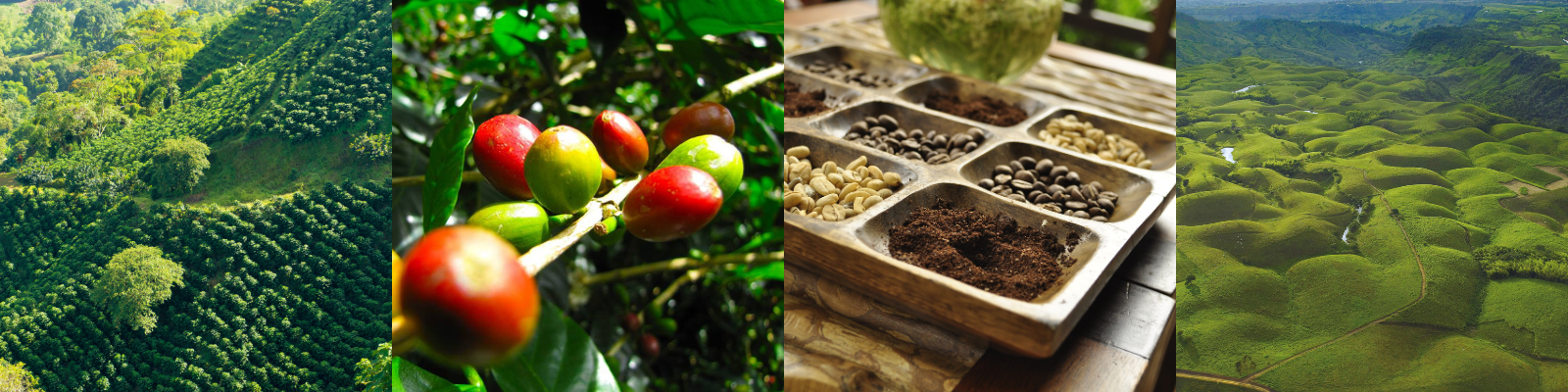 As maravilhas da Colômbia esperam por você - Hacienda Combia Tour de Café - Foto do dia