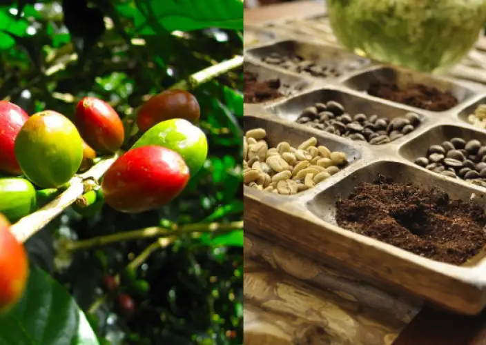 Die Wunder Kolumbiens erwarten Sie - Hacienda Combia Kaffee-Tour - Tagesfoto