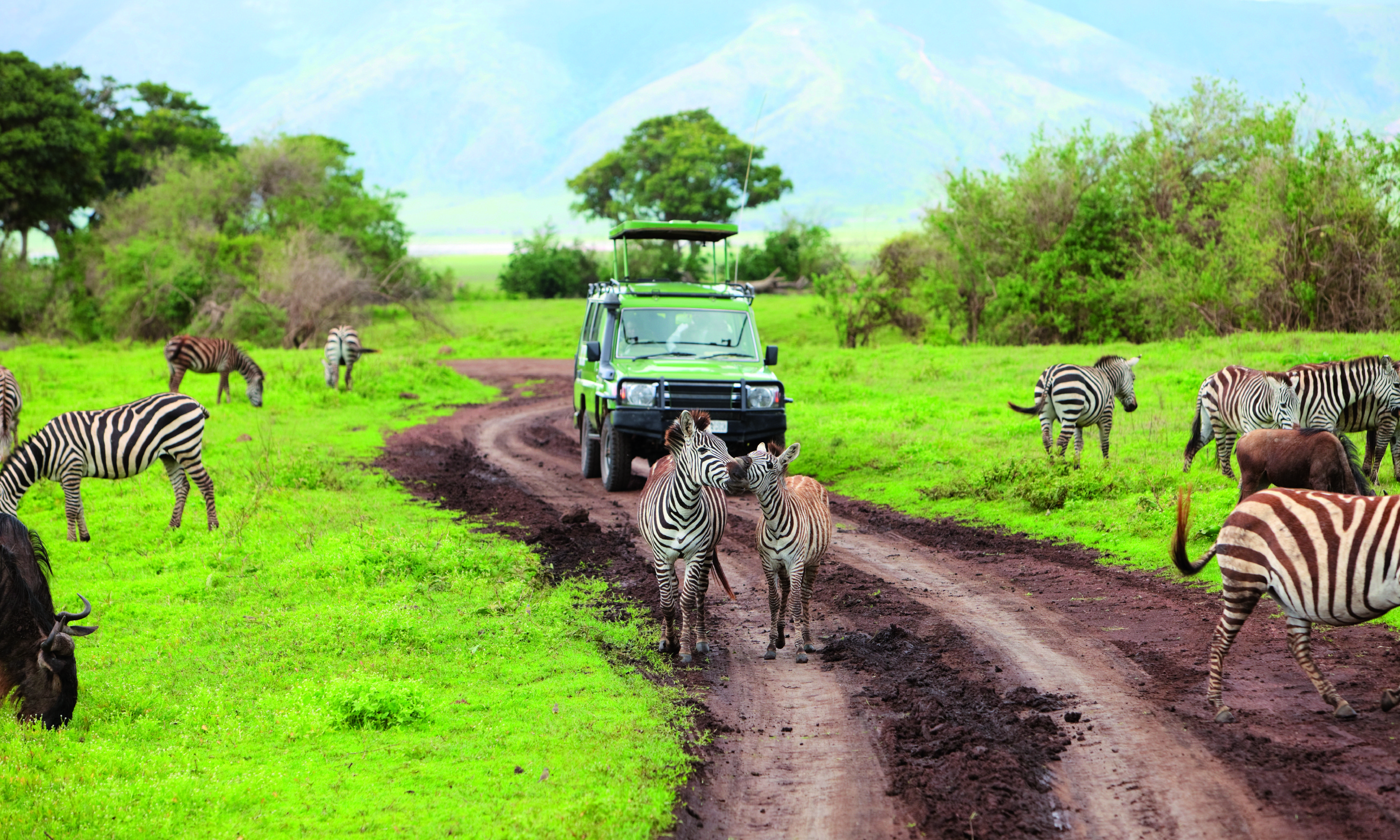 Serengeti, Ngorongoro und Tarangire-Nationalpark - Ngorongoro-Krater Safari - Ngorongoro Cratère Safari