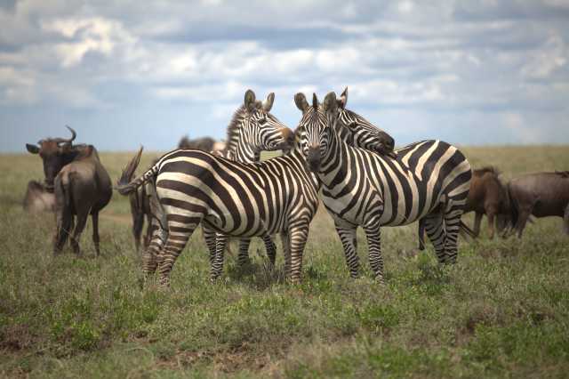 8 Jours Safari Grande Migration du Serengeti & Traversée de la Rivière Mara