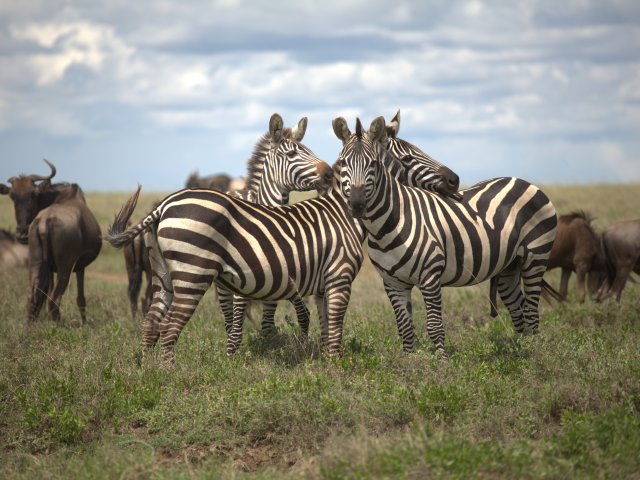 8 Jours Safari Grande Migration du Serengeti & Traversée de la Rivière Mara