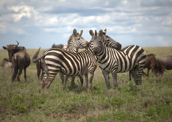 8 Days Serengeti Great Migration & Mara River Crossing Safari - Northern Serengeti to Central Serengeti National Park - Photo of the day