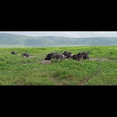 Ndutu Calving Migration Safari in Tanzania - Full game drive in Central Serengeti. - 815f41b49d210be6e3df28c04b386417