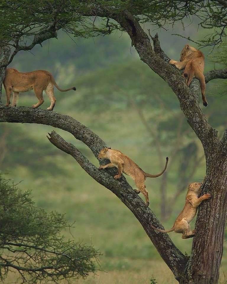 Remarkable Tanzania Safari Adventure - Karatu to Lake Manyara National Park - Photo of the day