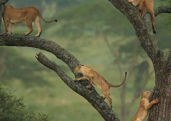 Remarkable Tanzania Safari Adventure - Karatu to Lake Manyara National Park - Photo of the day