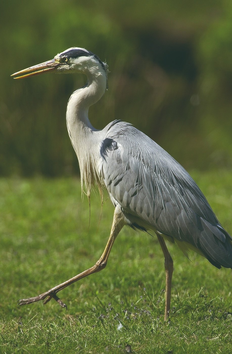 Entdecken Sie die Kunst der Tierfotografie im Jura. - Erster Alleingang - Première sortie en solitaire