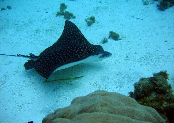 8 días en Bayahibe en la República Dominicana - Snorkel en la Isla Catalina en catamarán de lujo - Foto del día