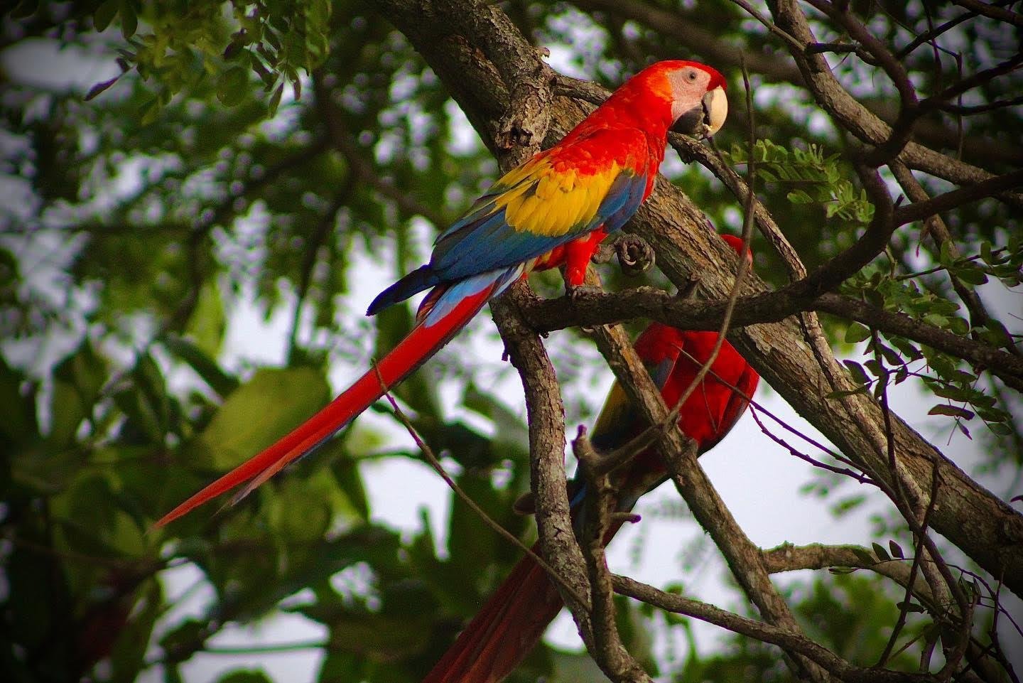 Von der Karibikküste bis zum Pazifik von Costa Rica. - Rückkehr nach San José und Abreise aus Costa Rica - Retour à San Jose et départ du Costa Rica