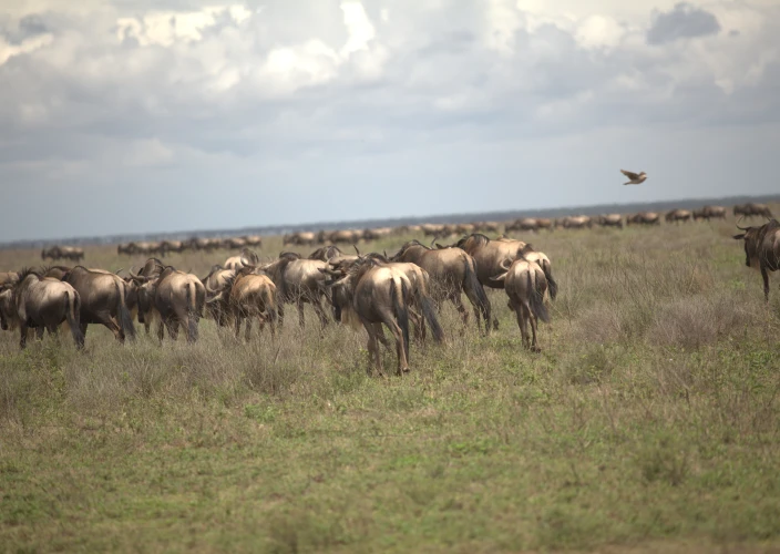 Safari de 8 días por la vida salvaje de Tanzania y la temporada de parto - Ndutu – Parque Nacional del Serengeti Central - Foto del día