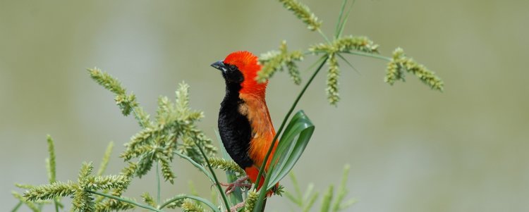 Safari des incontournables en 6 jours - DU SERENGETI AU NGORONGORO - DU SERENGETI AU NGORONGORO