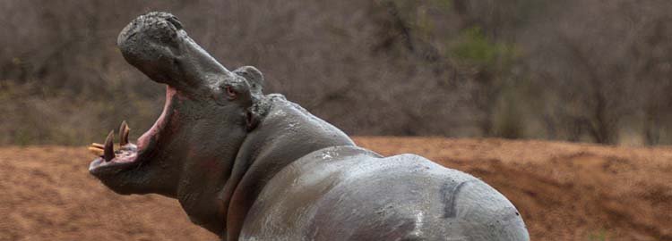 L'essentiel de l'Afrique du Sud - Parc national Kruger - Réserve privée Klaserie - Parc National Kruger - Réserve Privée Klaserie