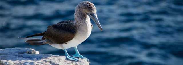 The Galápagos with family
