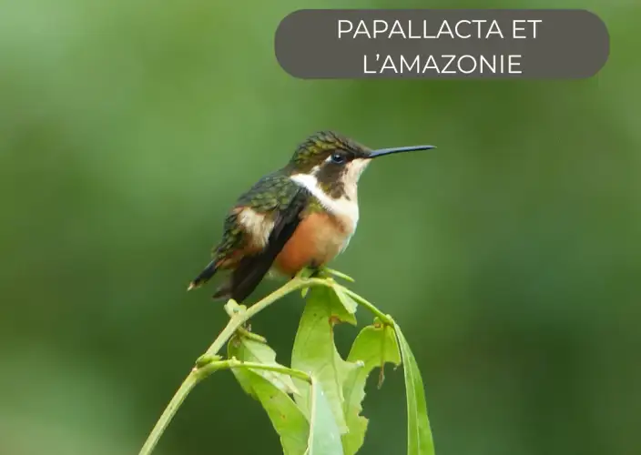 The Great Crossing of the Equator - in a small French-speaking group - Sunday - Route to the Amazon - Photo of the day