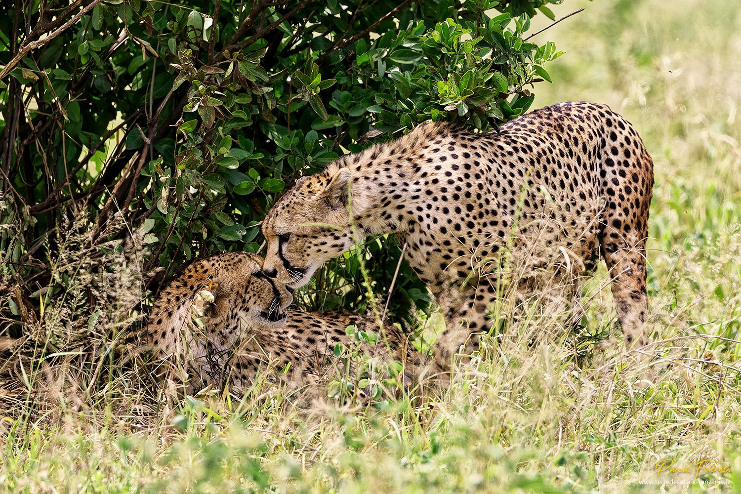 Birdwatching safari - Tarangire National Park - Guépards