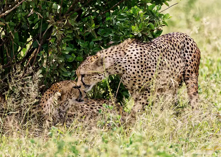 Safari de observación de aves - Parque nacional de Tarangire - Guépards