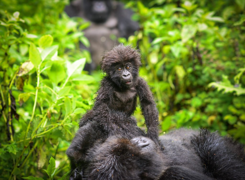 8-tägiger Congo-Nile-Trail - Eine morgendliche Wanderung zum Mt. Karisoke - Karisoke