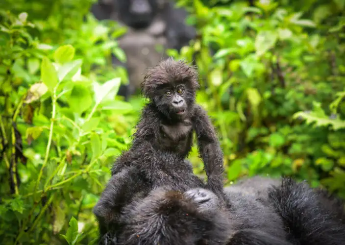 8-tägiger Congo-Nile-Trail - Eine morgendliche Wanderung zum Mt. Karisoke - Karisoke