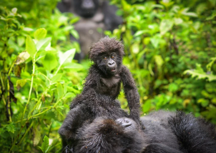 Sentier Congo-Nil de 8 jours - Une randonnée matinale au mont Karisoke - Karisoke