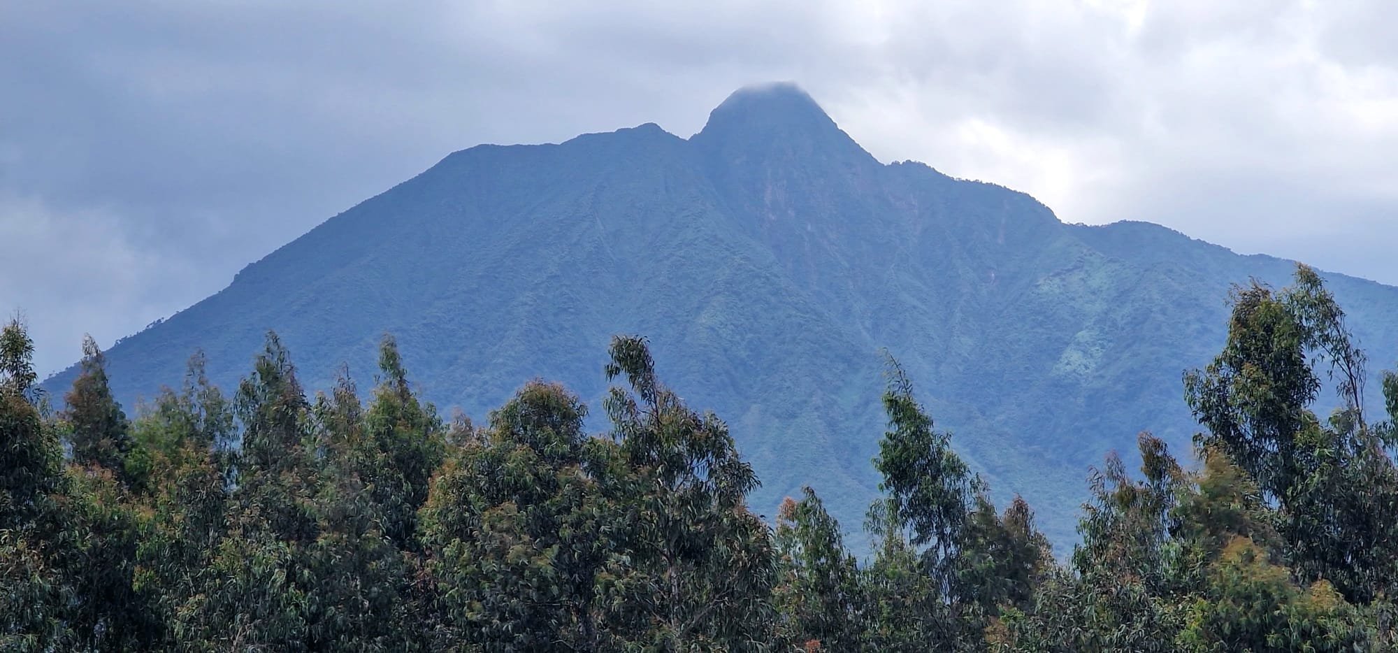 Aventure de 14 jours au Rwanda et en Ouganda - Trekking matinal des singes dorés dans le parc national de Mgahinga - Photo du jour