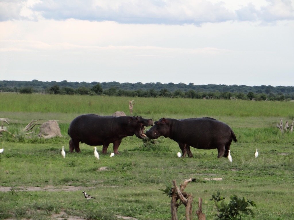 Botsuana visto desde el cielo - Descubrimiento de la región de Khwai - Foto del día