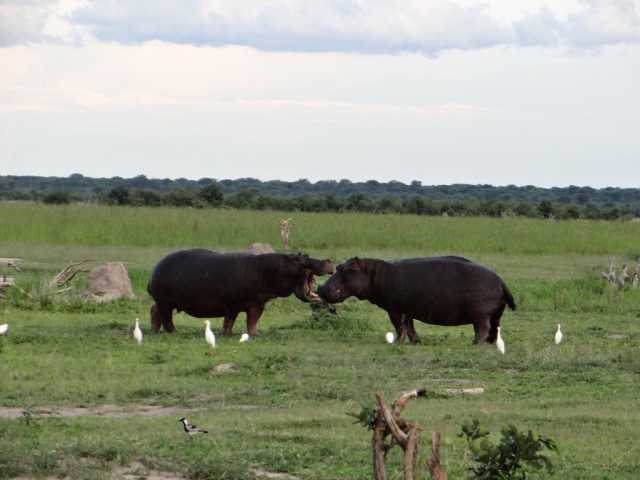 Le Botswana vu du ciel