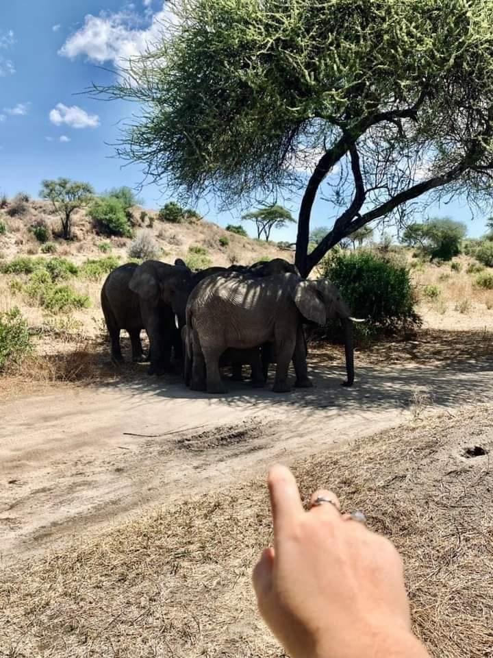 Safari de 3 jours en avion au parc national de Ruaha. - Dar es Salaam - Ruaha National Park - Dar es Salaam - Ruaha National Park