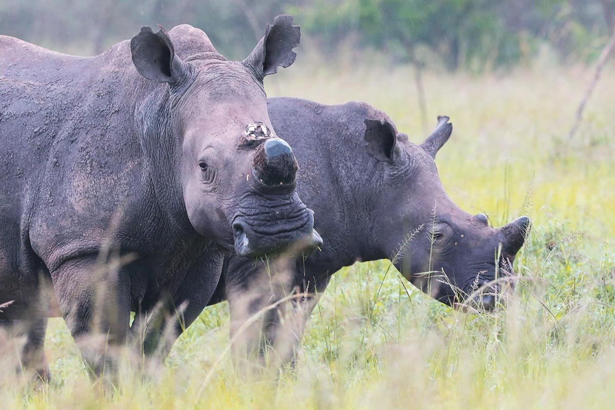 Avventura nella boscaglia e relax a Zanzibar - Avventura safari nel Serengeti - Foto del giorno