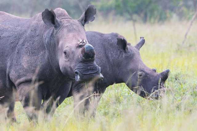 Avventura nella boscaglia e relax a Zanzibar