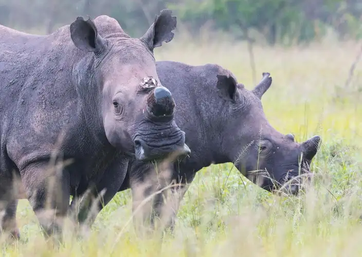 Avventura nella boscaglia e relax a Zanzibar - Avventura safari nel Serengeti - Foto del giorno