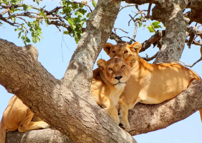 Avventura nella boscaglia e relax a Zanzibar - Avventura safari nel Serengeti - Foto del giorno