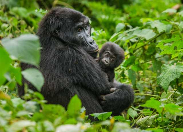 Gorilla trekking experience