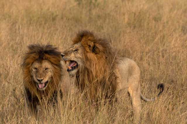 Esperienza Safari della Grande Migrazione di 7 Giorni