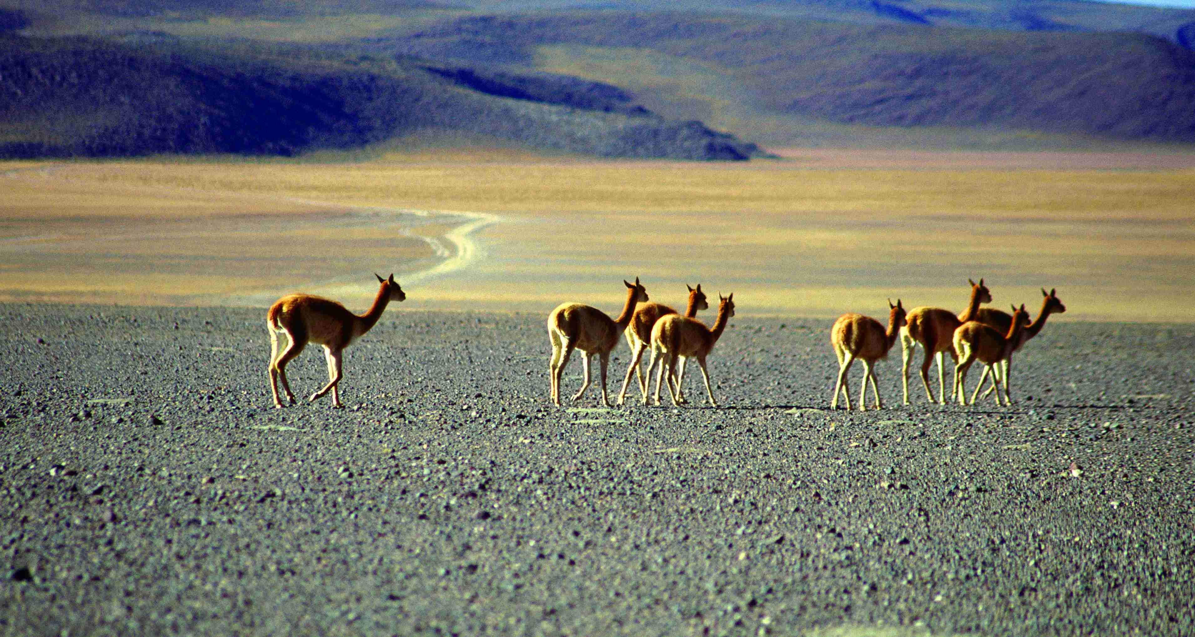 The must-sees of Bolivia - Siloli Desert - San Juan - Désert de Siloli - San Juan