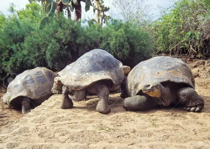Galápagos y Machu Picchu - Puerto Ayora, transfert, ranch des îles de Santa Cruz, Baltra, vol de retour à Quito - Photo du jour