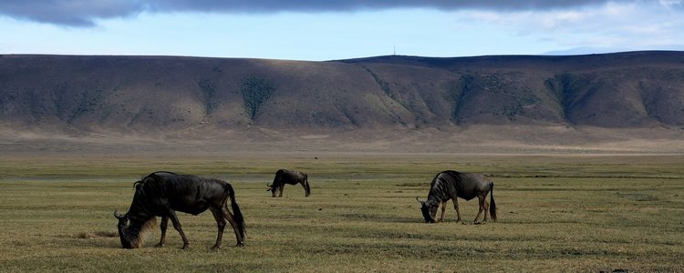 11-day combined safari in Tanzania and Kenya. - Ngorongoro Crater - Serengeti National Park - Cratère du Ngorongoro - Parc national du Serengeti